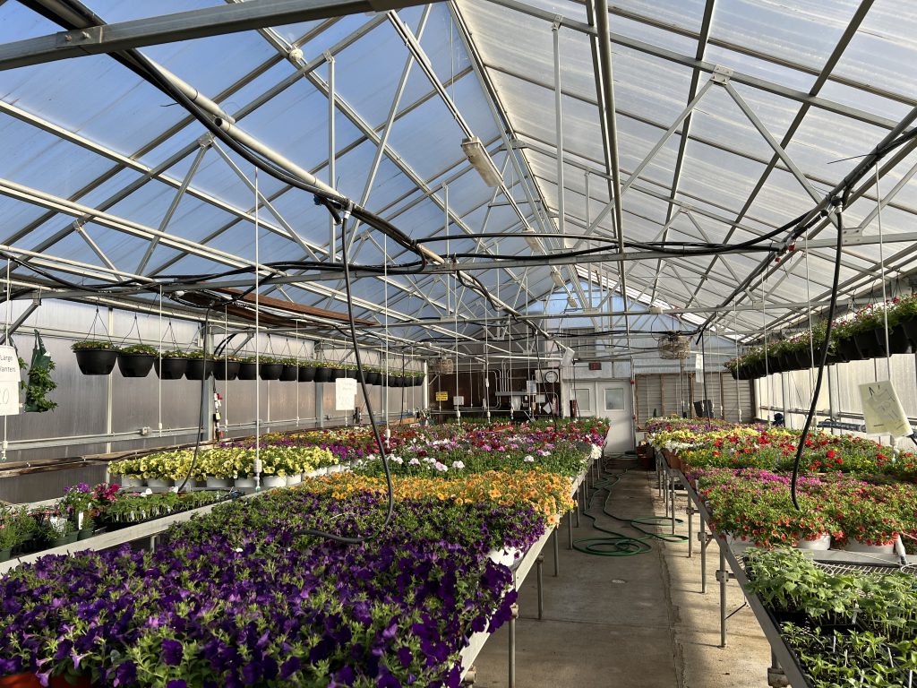 FFA Greenhouse Plants